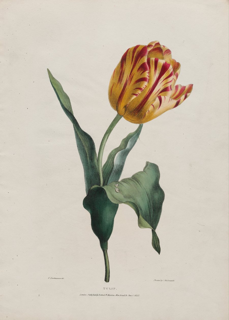 Tulpan av Valentine Bartholomew