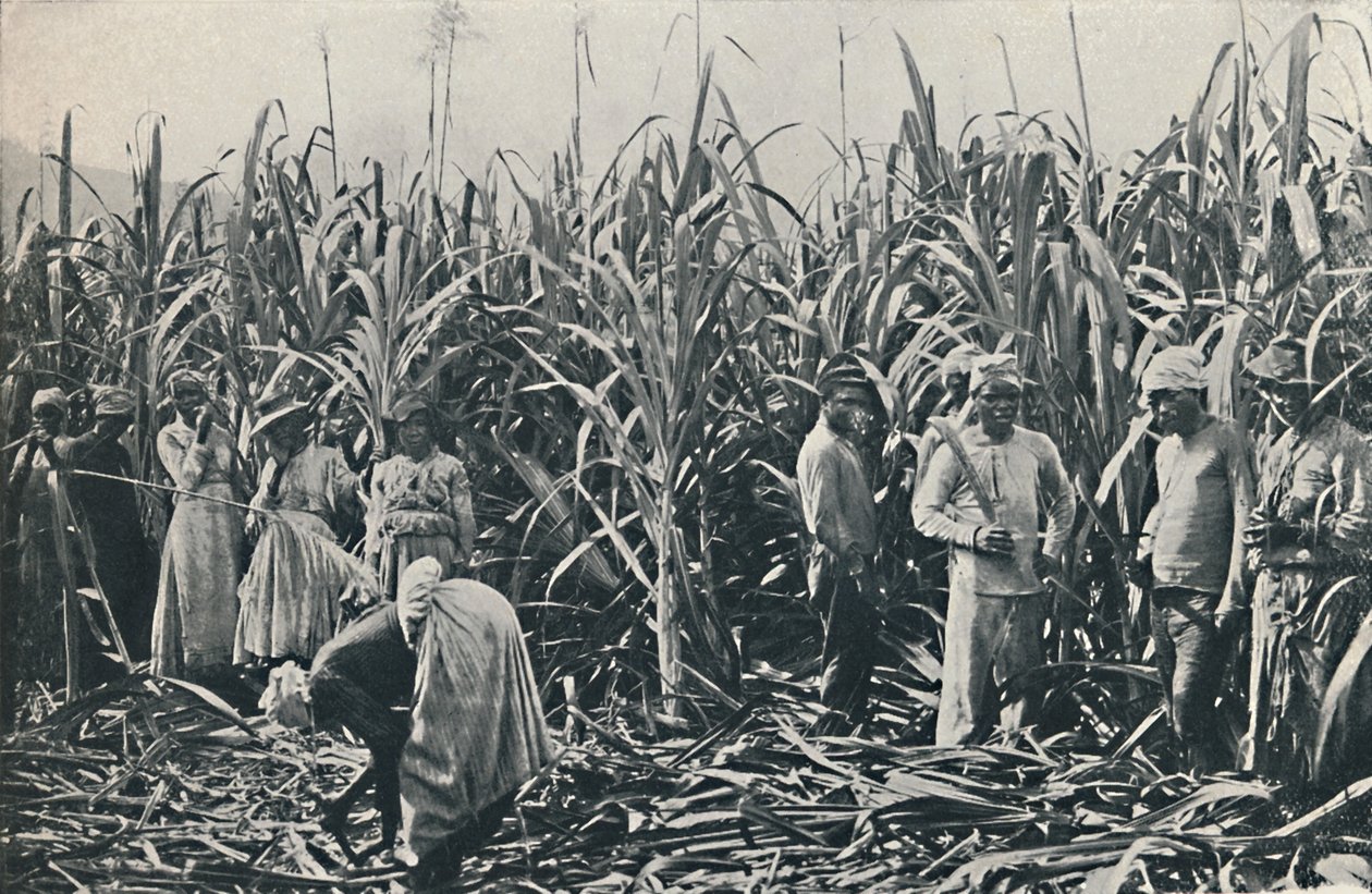 En sockerrörsplantage, 1916 av Valentine and Sons Ltd