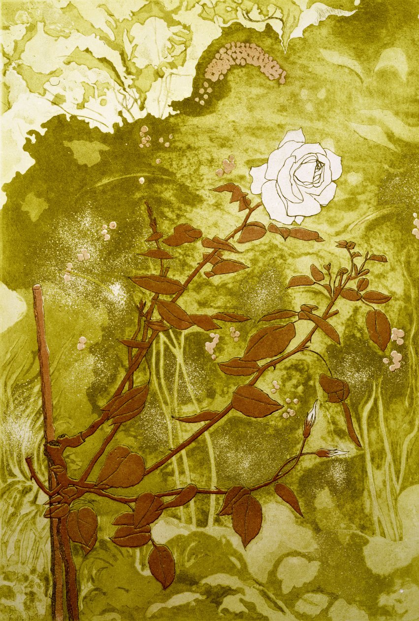 Rose (tryck) av Valerie Daniel