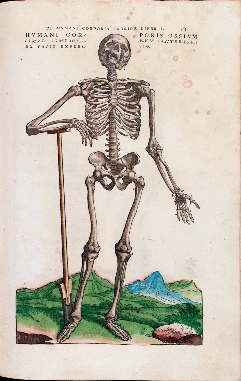 The Bones of the Human Body, illustration från "The Seven Fabrics of the Human Body" av Andreas Starr av Venetian School