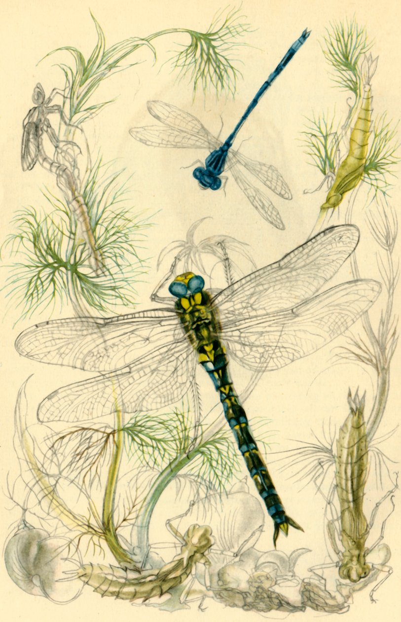 Damselflies, trollsländor och vattensniglar, c1930-talet, 1946. av Vere Temple