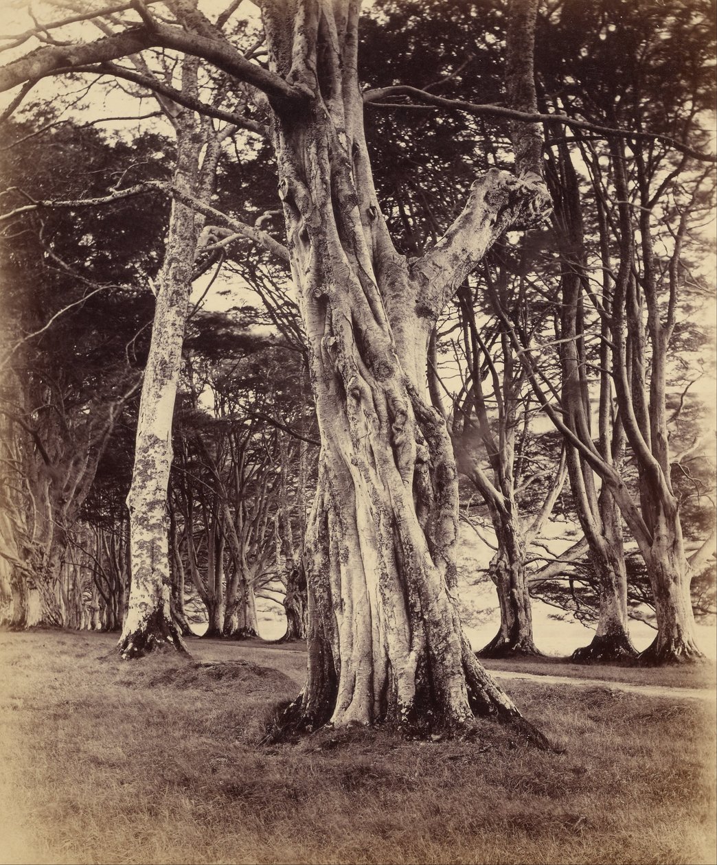 Bokträd, Inveraray av Vernon Heath