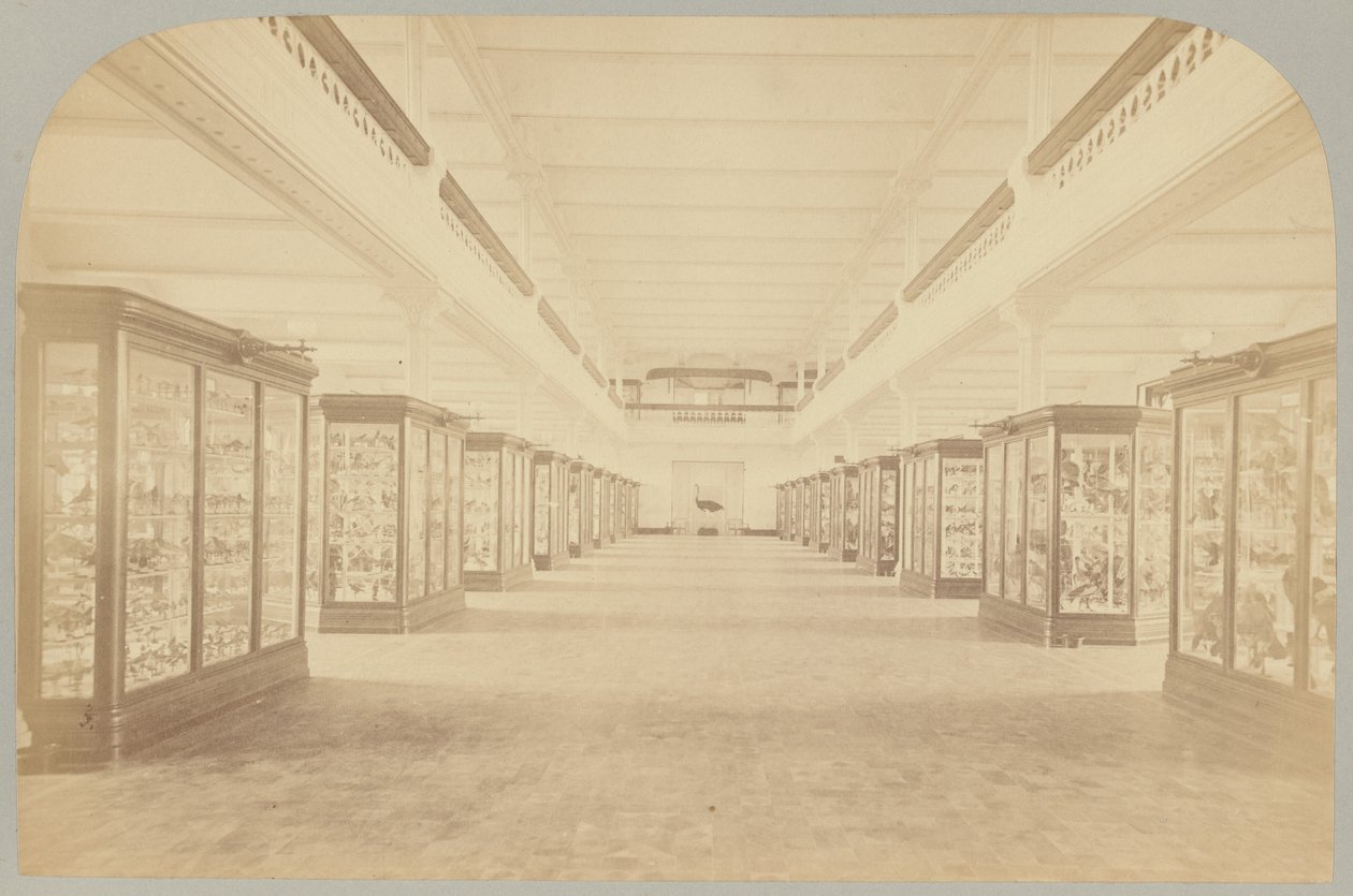 Pl. III. Huvudsaklig berättelse: Fåglar av Victor Prevost, Gaston L. Feuardent and Co., New York