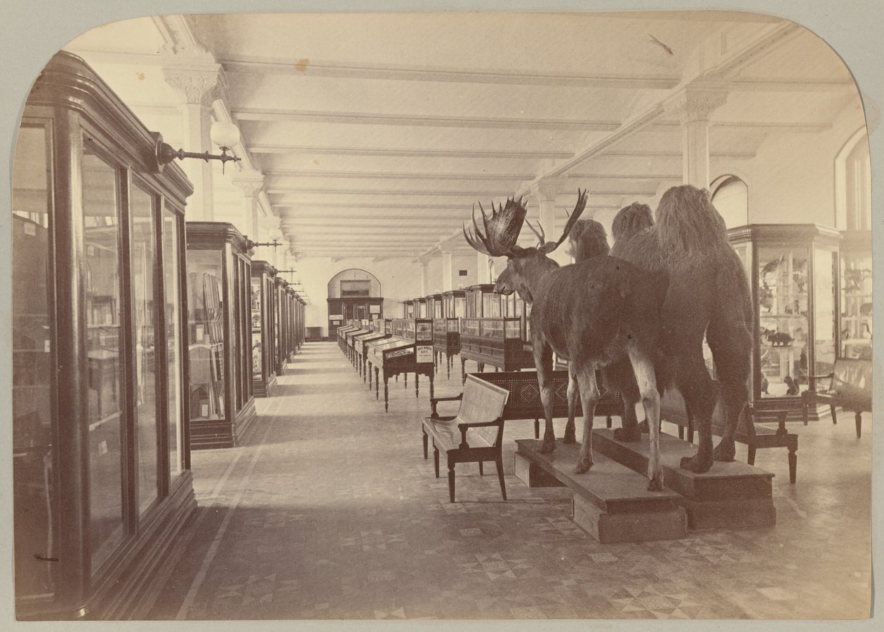 Pl. II. Nedre berättelse: Däggdjur av Victor Prevost, Gaston L. Feuardent and Co., New York