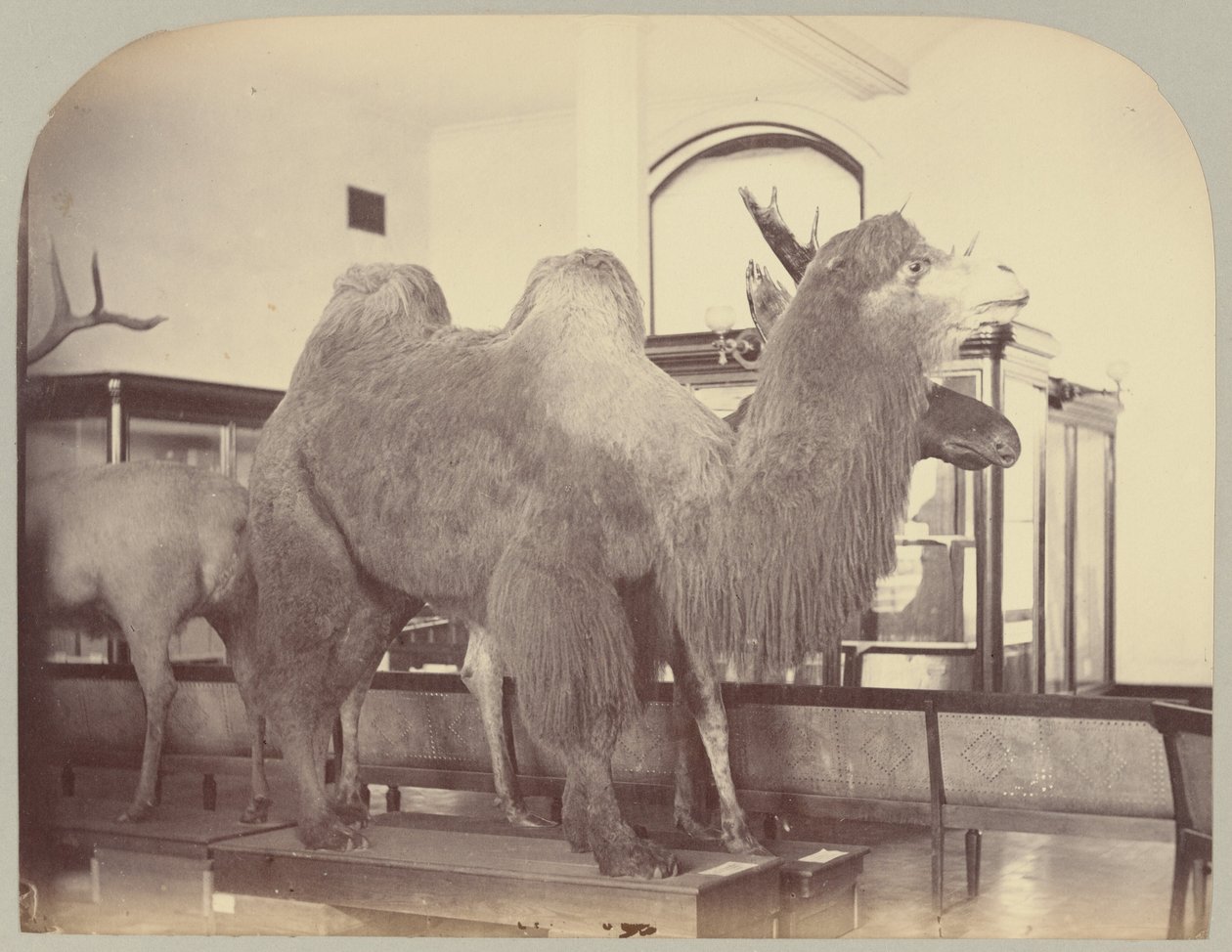 Pl. VIII. Kamel och älg av Victor Prevost, Gaston L. Feuardent and Co., New York