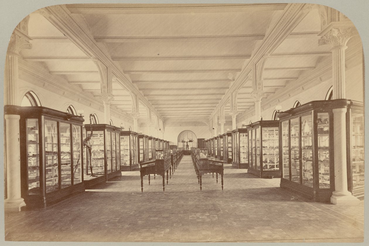 Pl. V. Övre berättelse: Fossiler av Victor Prevost, Gaston L. Feuardent and Co., New York