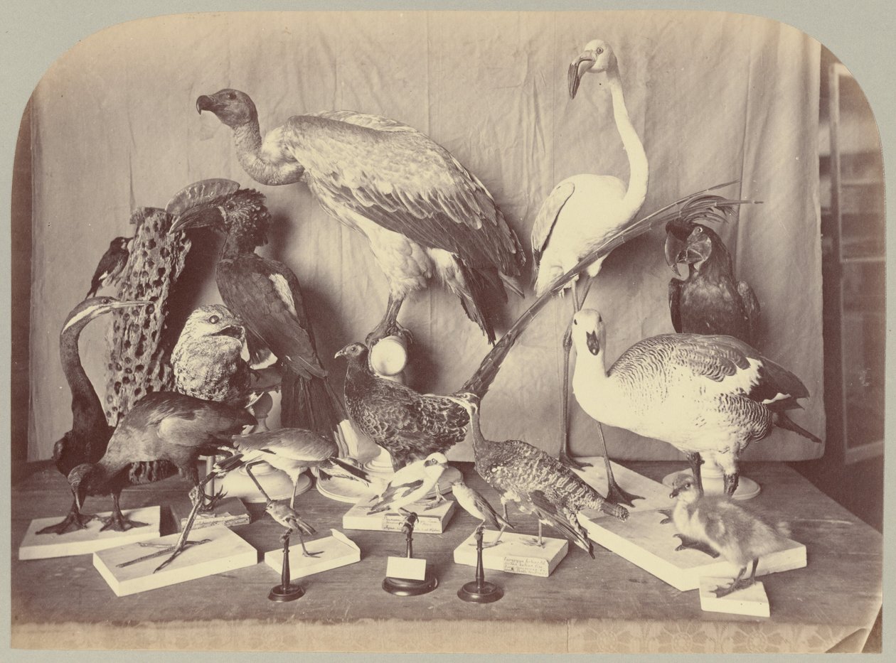 Pl. XIII. Fåglar av Victor Prevost, Gaston L. Feuardent and Co., New York