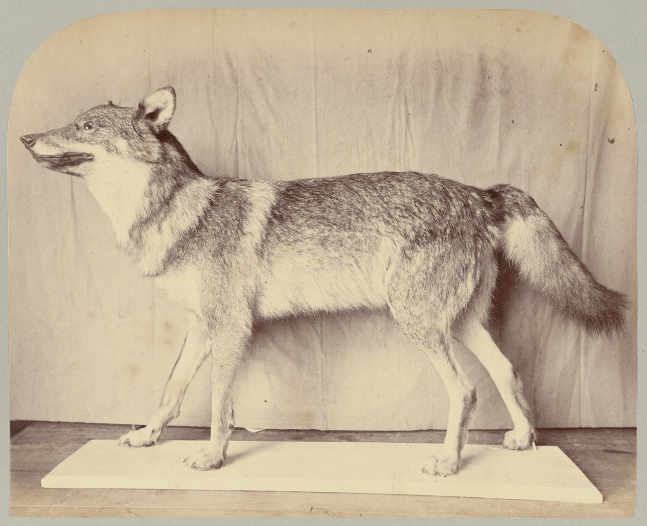 Pl. XII. Europeisk varg av Victor Prevost, Gaston L. Feuardent and Co., New York