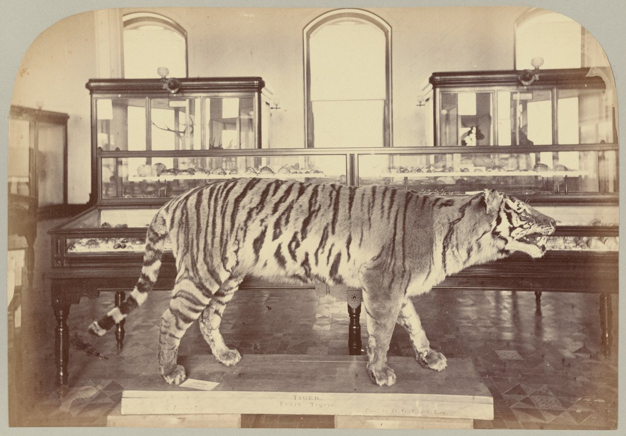 Pl. XI. Bengalisk tiger av Victor Prevost, Gaston L. Feuardent and Co., New York