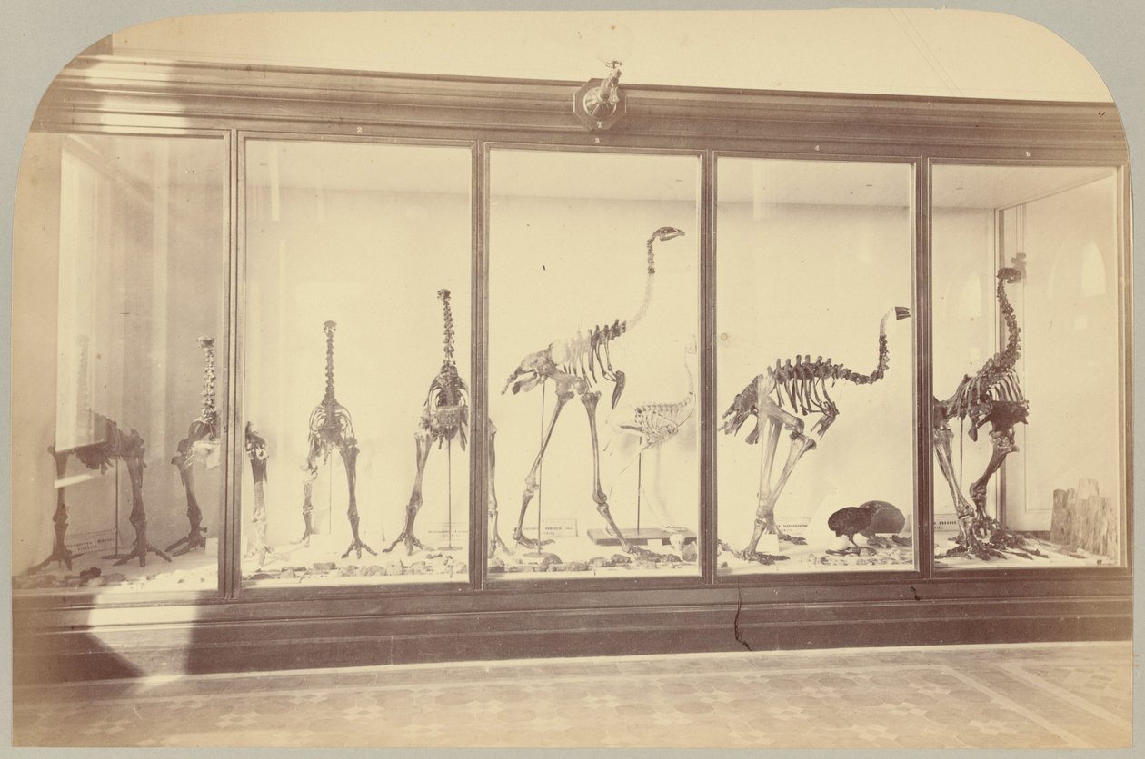 Pl. XV. Fossila fåglar: Nya Zeeland av Victor Prevost, Gaston L. Feuardent and Co., New York