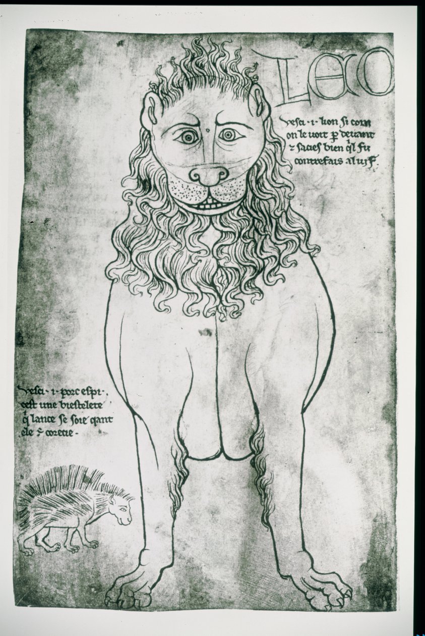 Ms Fr 19093 fol.24v Lejon och piggsvin (faksimil) av Villard de Honnecourt