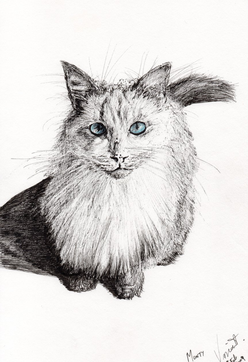 Monty, 2009, (bläck på papper) av Vincent Alexander Booth