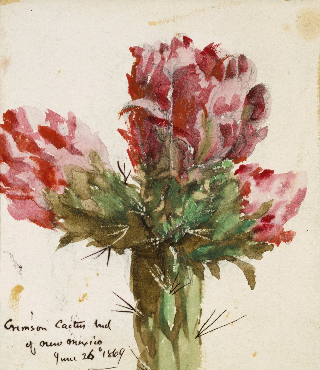 Crimson Cactus Bud of New Mexico, 1869 (wc på papper) av Vincent Colyer