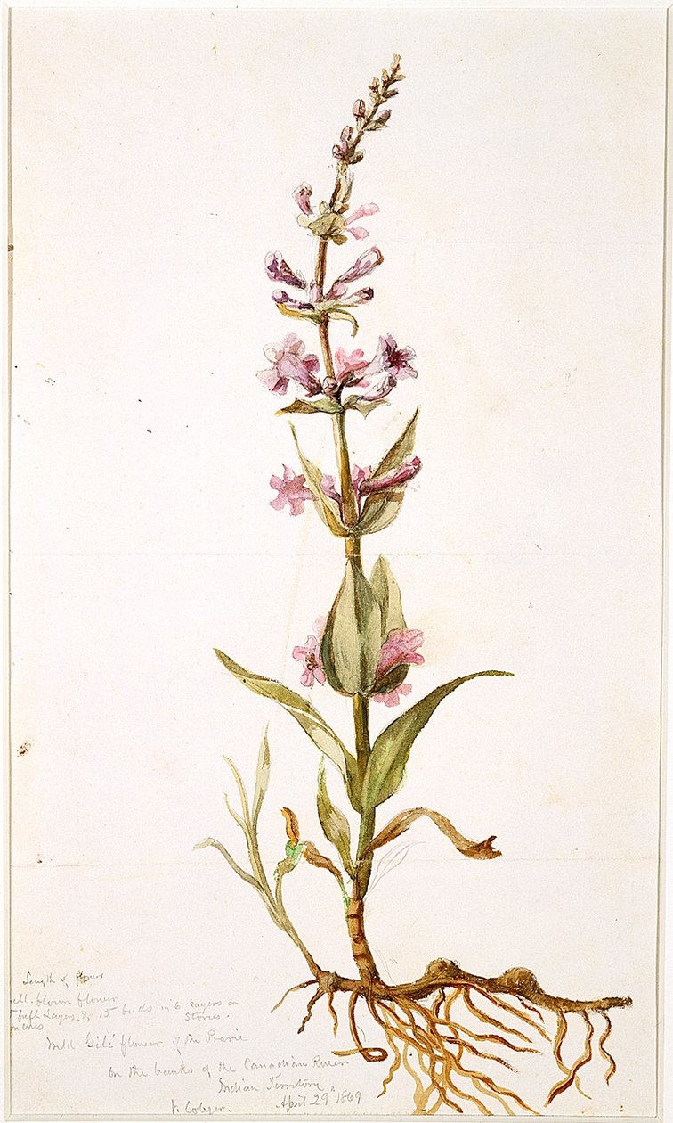 Wild Gili Flower of the Prairie på stranden av Canadian River, Indian Territory, 1869 (wc på papper) av Vincent Colyer