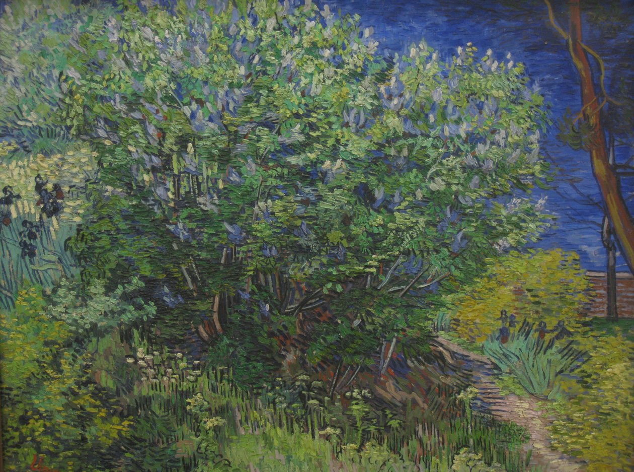 buske av Vincent van Gogh