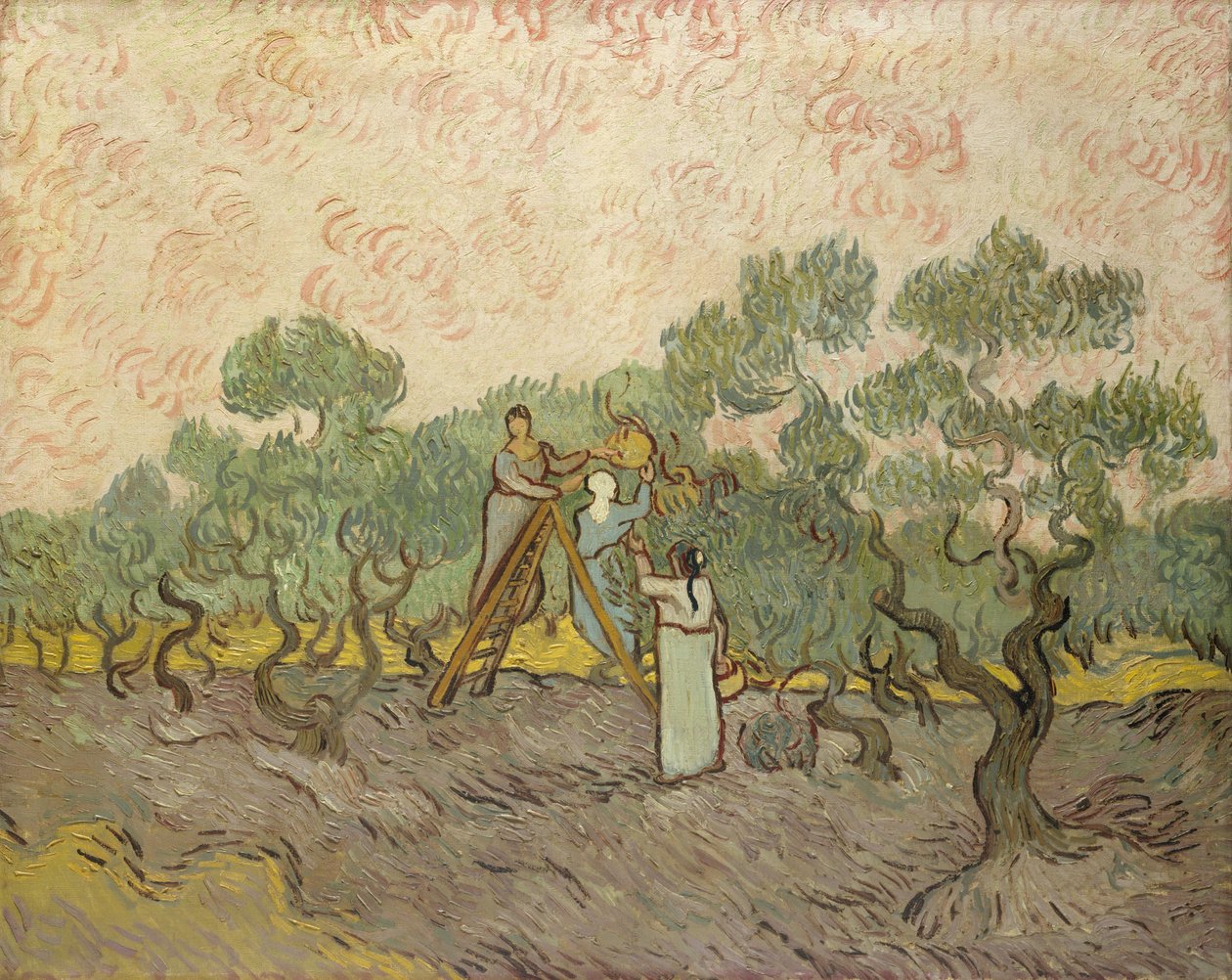 Kvinnor som plockar oliver av Vincent van Gogh