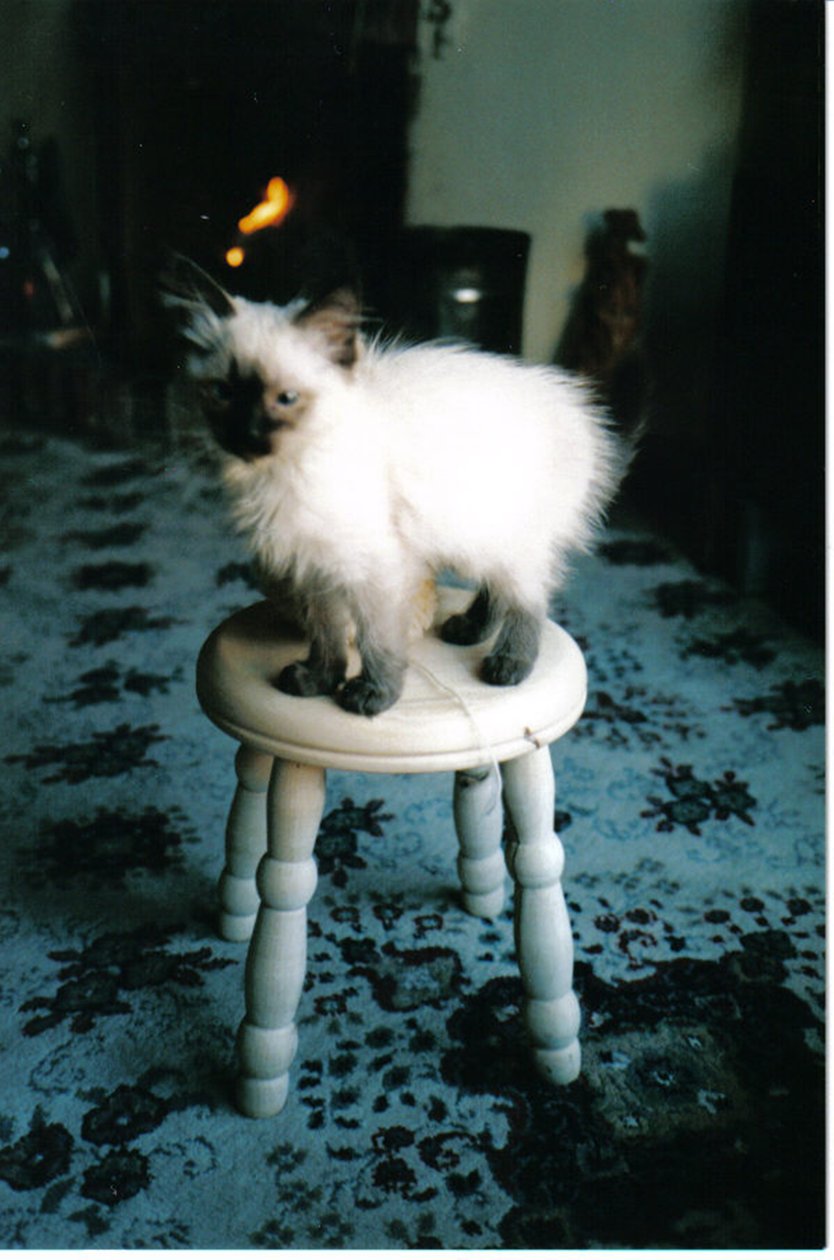 Ice kattungens syster, 2006 av Vincent Alexander Booth