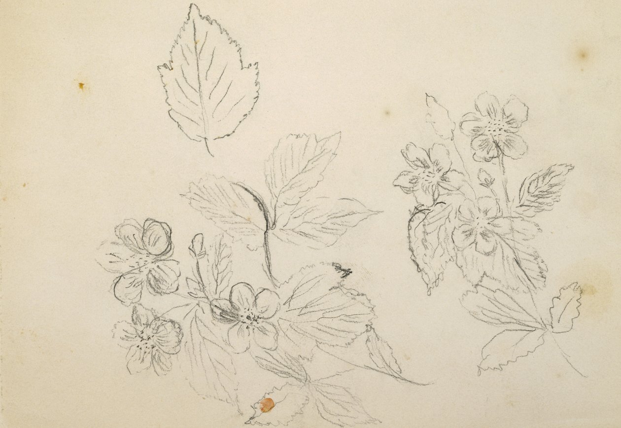 Recto: Blomsterstudie, 1869-1871 av Vincent Colyer