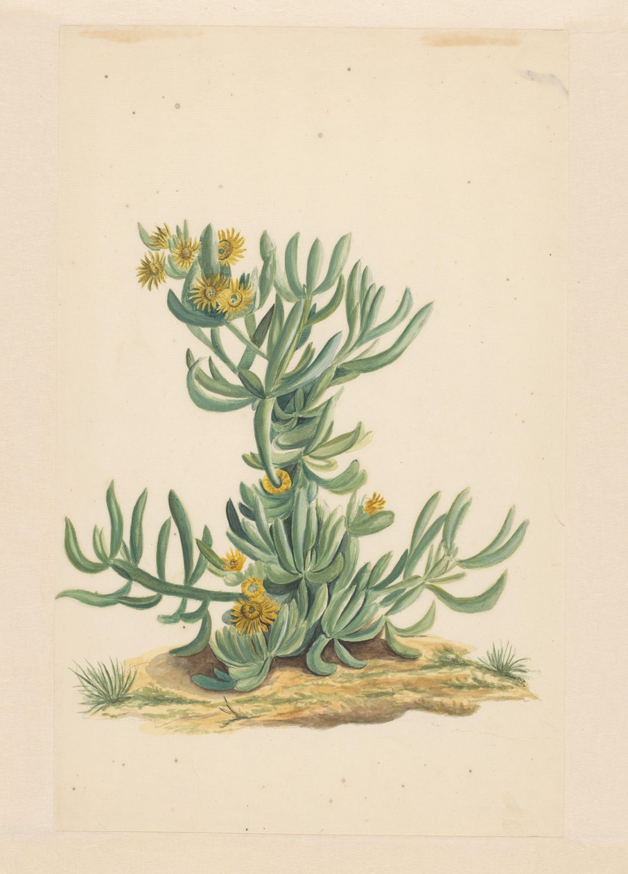 IJskruid (titel på objekt) av Vincent Jansz. van der Vinne (attributed to)