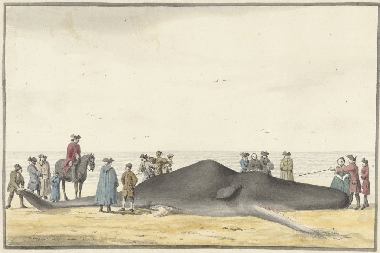 Sköljd kaskelot (cachelot) på stranden mellan Zandvoort och Wijk aan Zee, 20 februari 1762, sedd framifrån av Vincent Jansz. van der Vinne