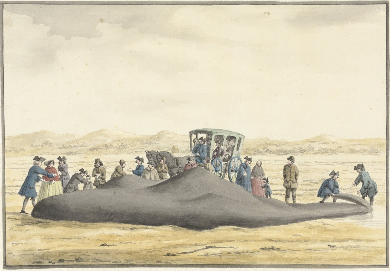 Kaskelot spolades upp på stranden mellan Zandvoort och Wijk aan Zee, 20 februari 1762, sedd bakifrån av Vincent Jansz. van der Vinne