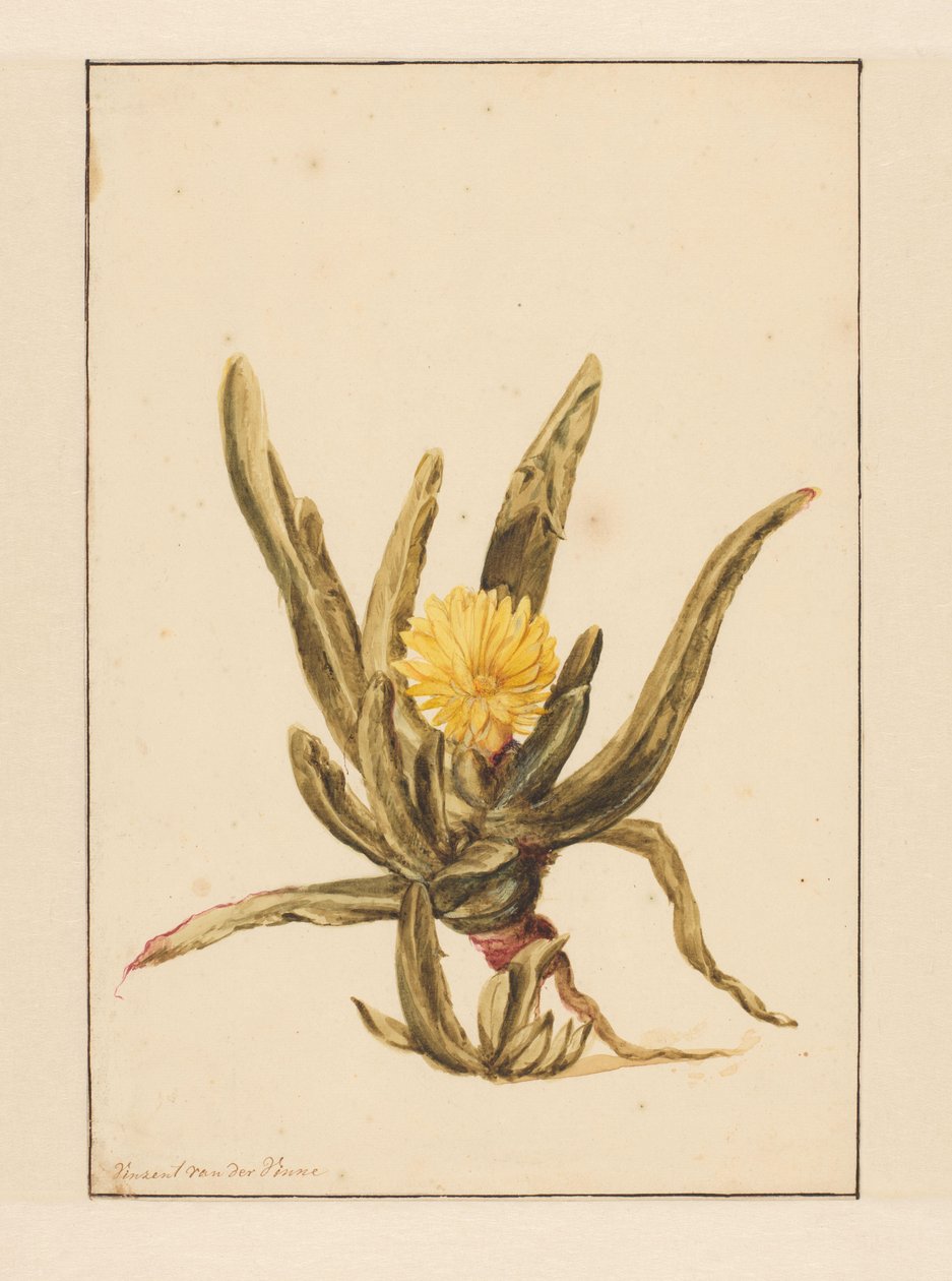 Isört med gula blommor (titel på objekt) av Vincent Jansz. van der Vinne