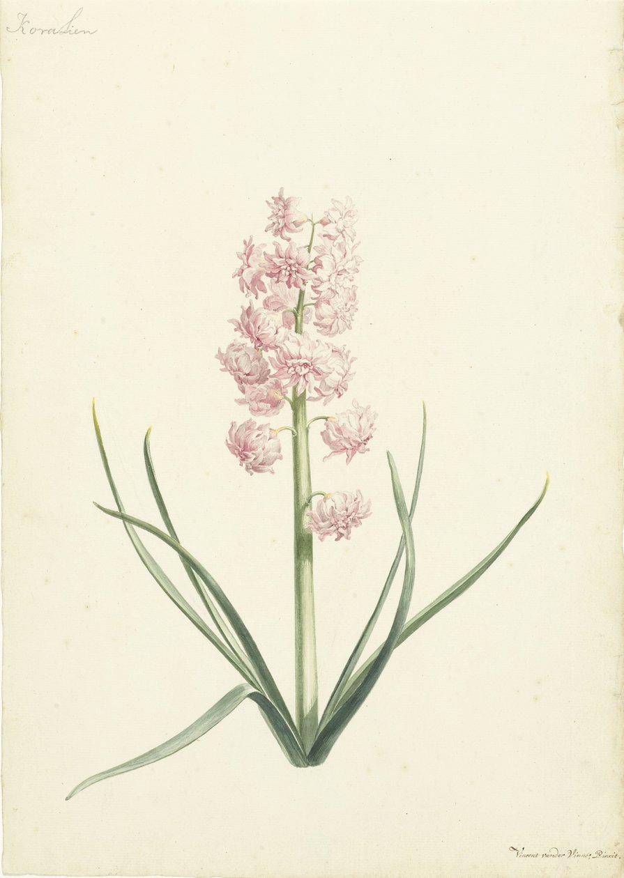 Hyacint Koralien av Vincent Laurensz. van der Vinne (II)