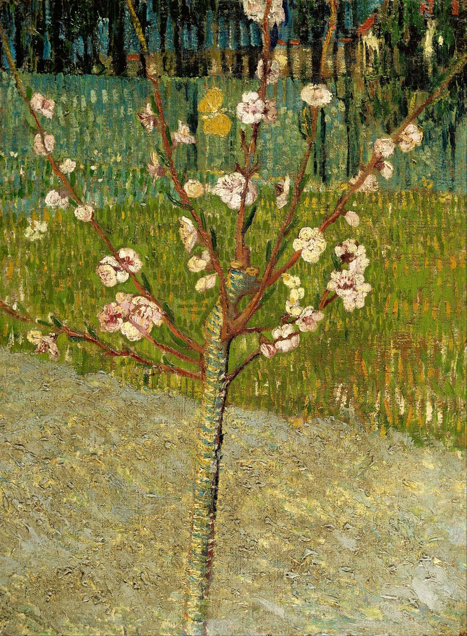 Mandelträd i blom av Vincent van Gogh