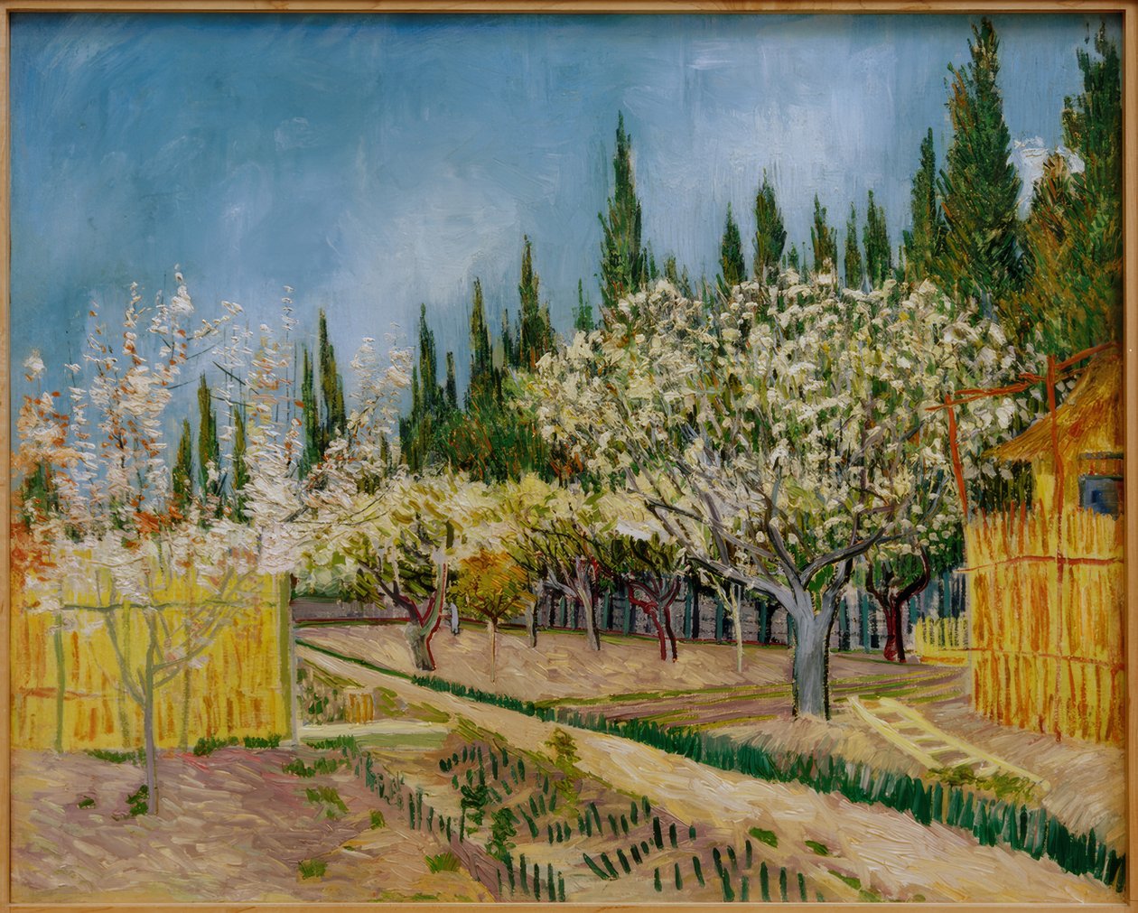 Blommande fruktträdgård omgiven av cypresser av Vincent van Gogh