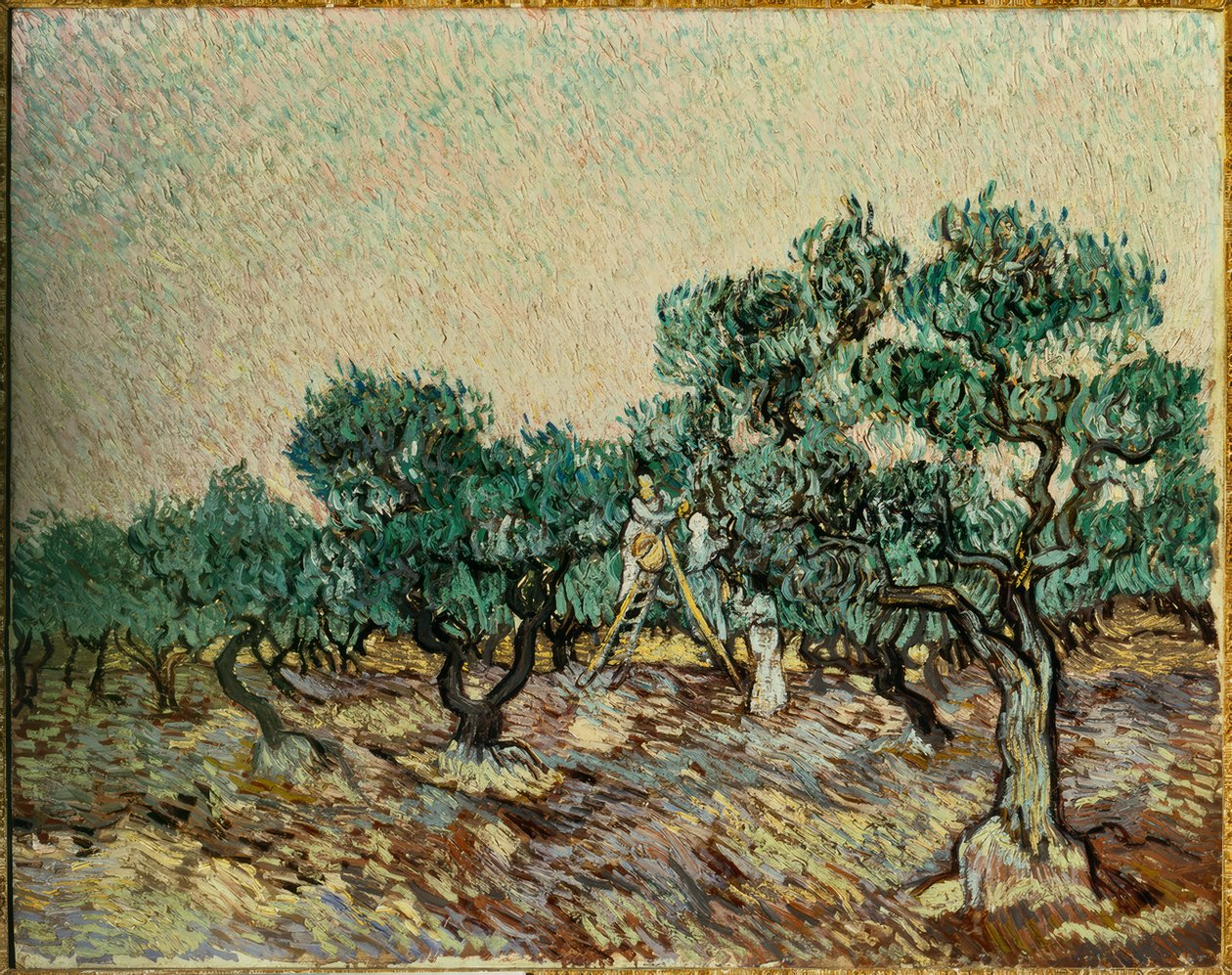 Olivplockare av Vincent van Gogh