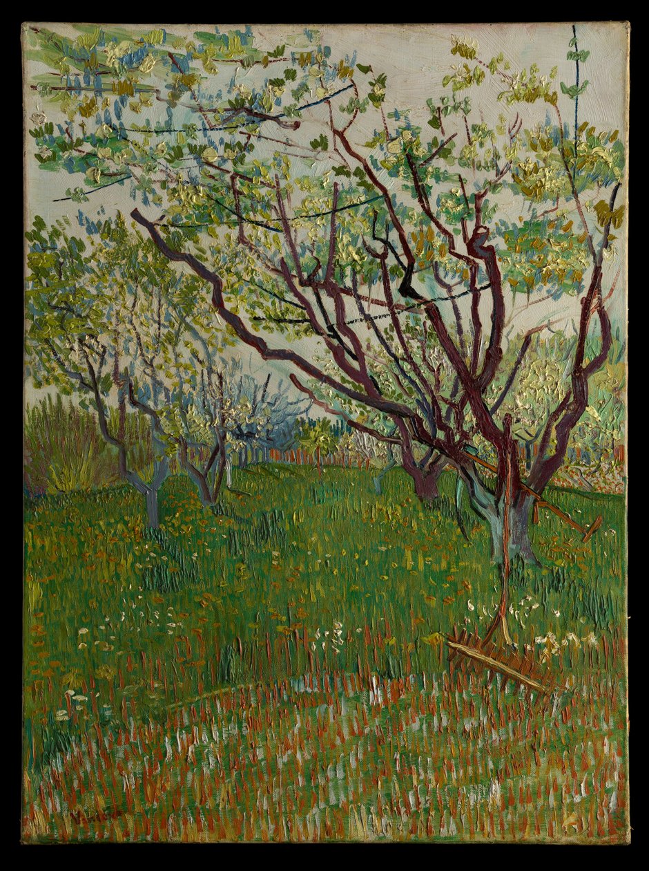 Den blommande fruktträdgården av Vincent van Gogh