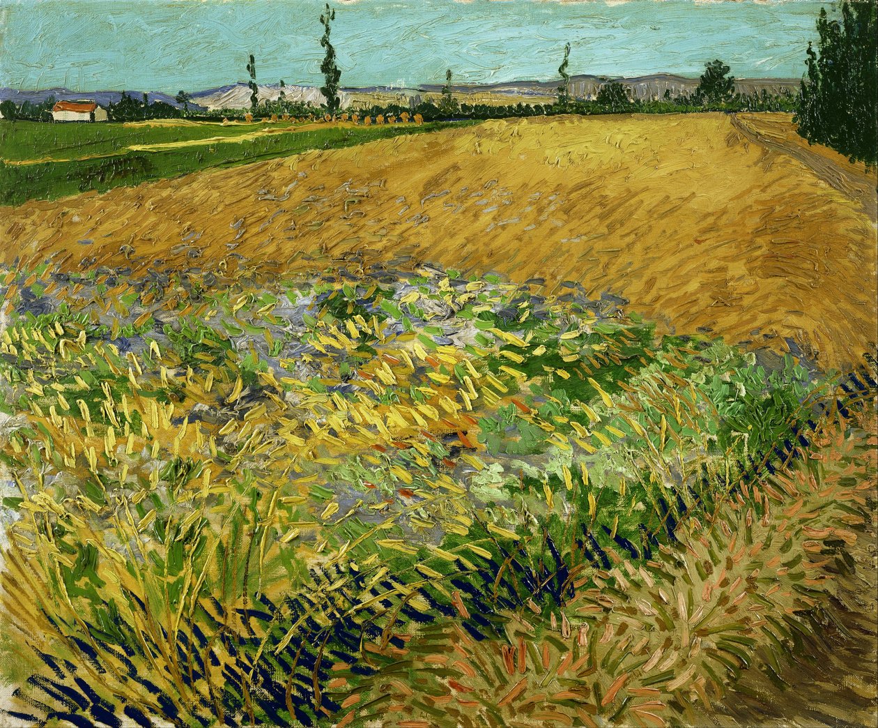 Wheatfield av Vincent van Gogh