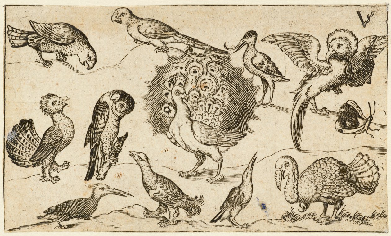 Påfågel i mitten omgiven av nio andra fåglar, inklusive en kalkon och en fjäril..., 1572. av Virgil Solis
