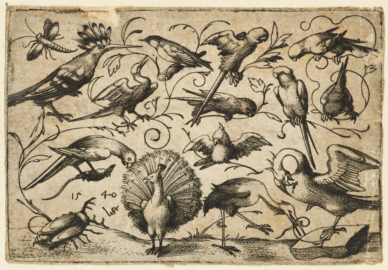 Tio fåglar på små lövrankor med en stork som binder en ranka runt en pelikans ben..., 1540. av Virgil Solis