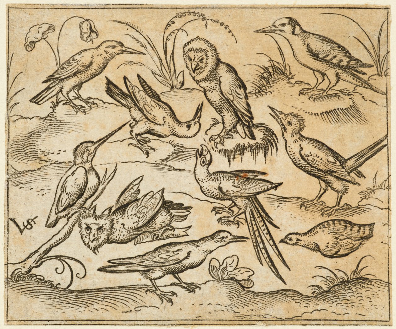 Tio fåglar som sitter på grenar och gräsfläckar, inklusive två ugglor och en fågel..., 1557. av Virgil Solis