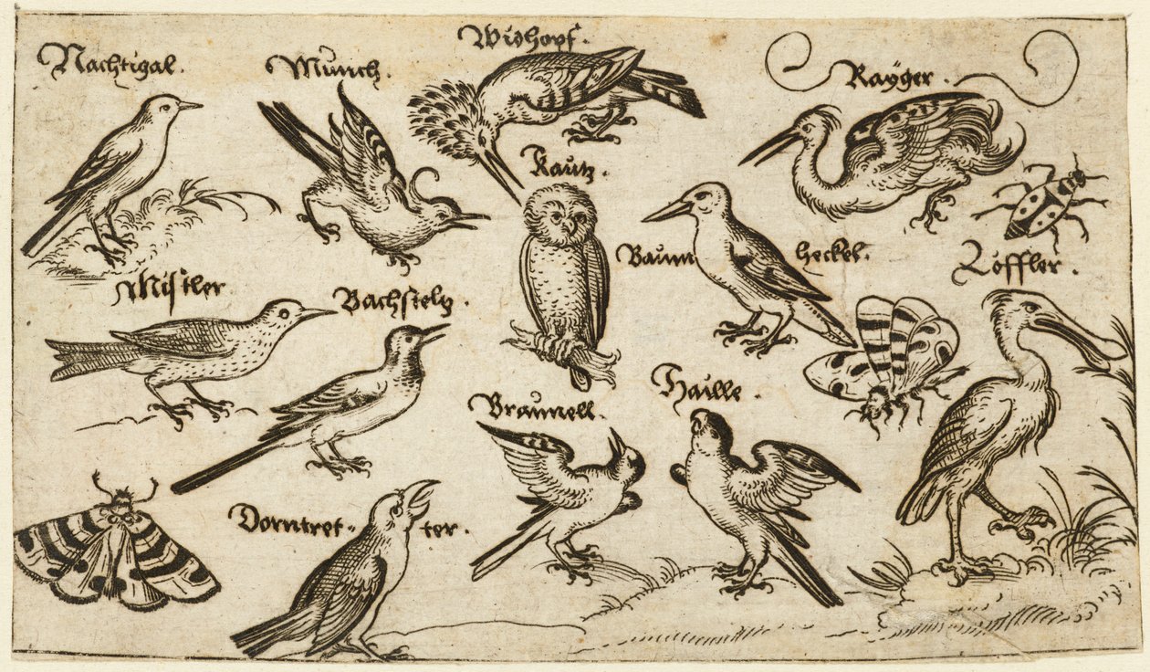 Tolv typer av fåglar, inklusive en uggla och pelikan, individuellt märkta och placerade..., 1572. av Virgil Solis