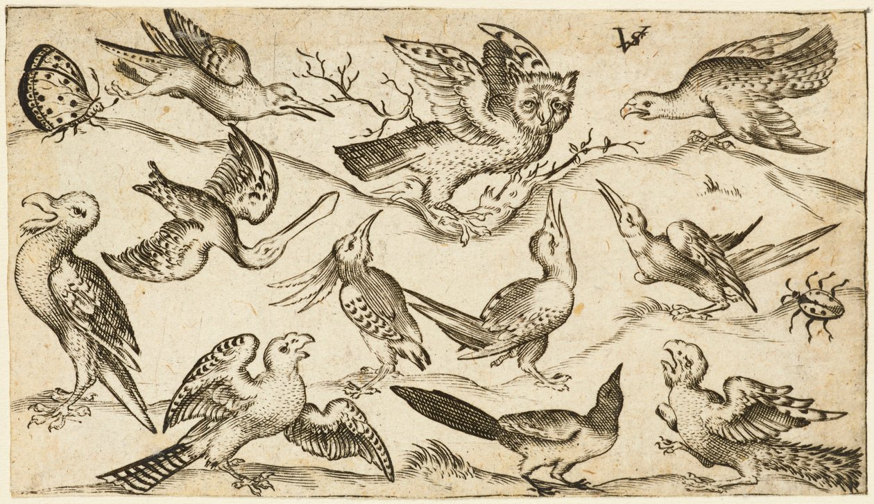 Elva fåglar och två insekter på minimal mark med uggla med utsträckta vingar sittande på en gren i mitten med andra fåglar som omger och retar uggla, från Douce Ornament Prints Album I, efter 1572 (gravyr på lagt papper) av Virgilius the elder (after) Solis