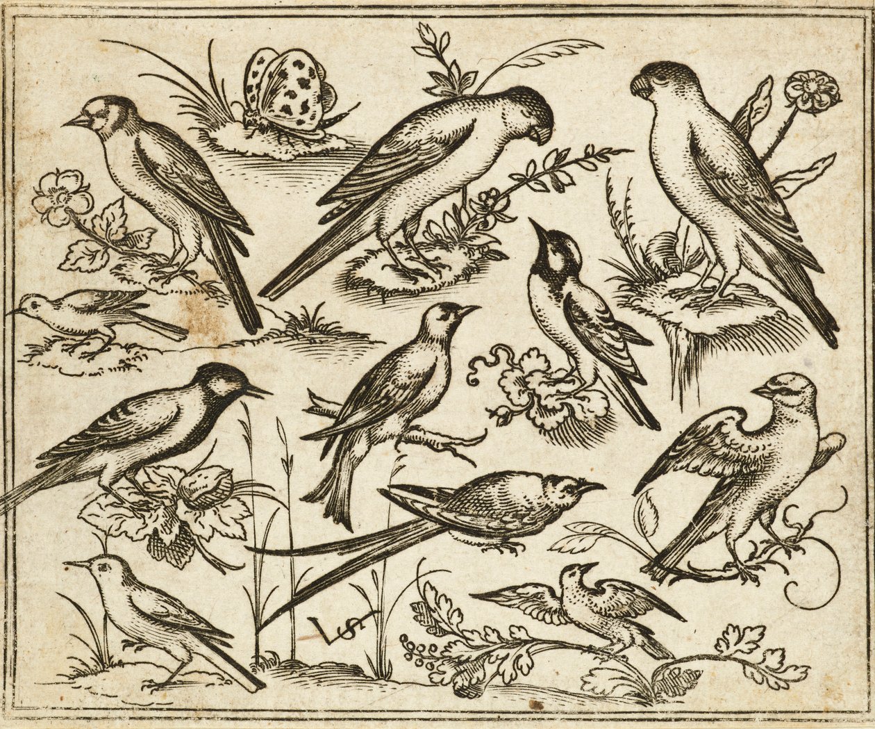 Elva fåglar som sitter på fläckar av blommande löv och små grenar på en minimal mark med en fjäril, från Douce Ornament Prints Album I av Virgilius the elder (after) Solis