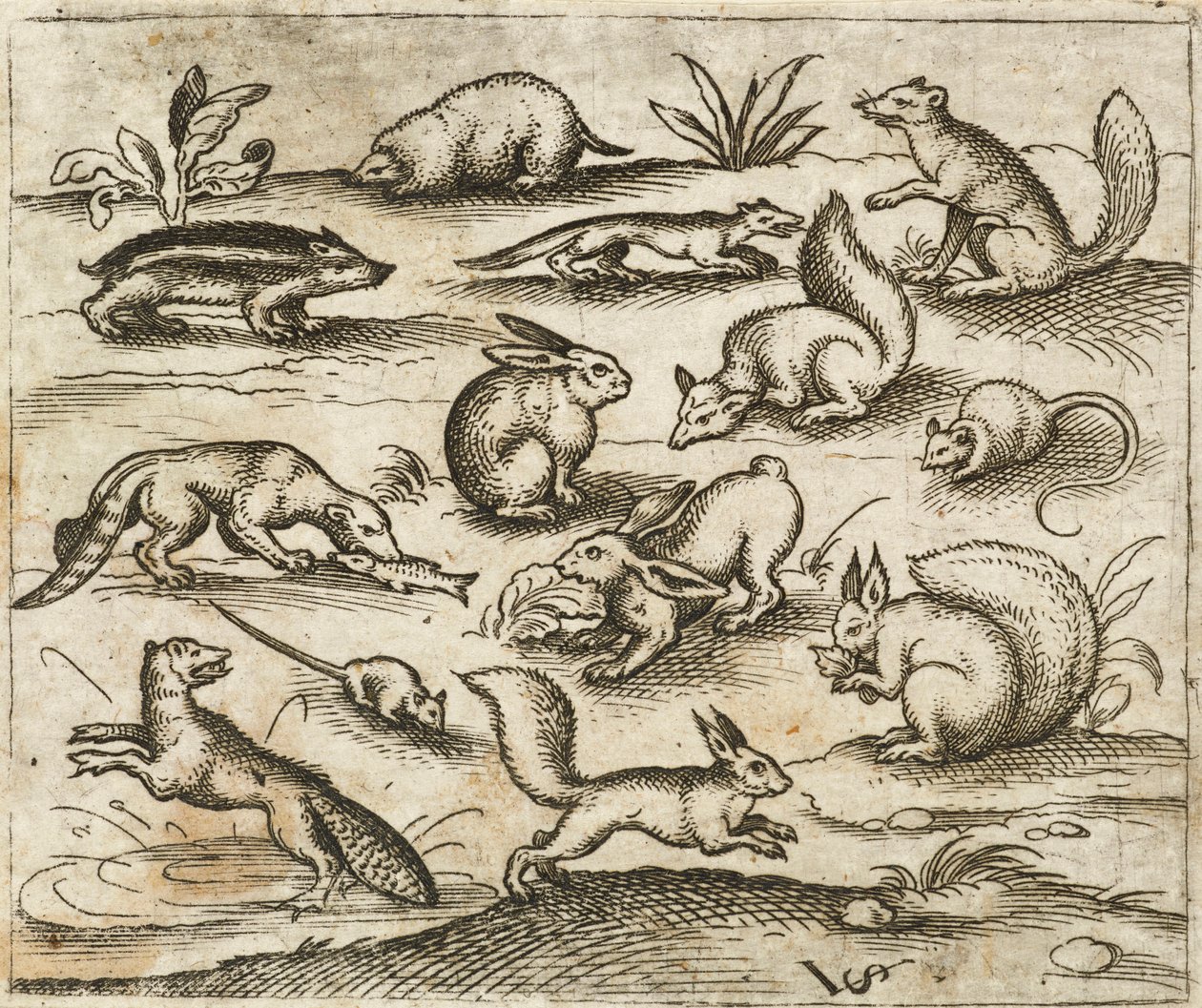 Grupp av små skogsvarelser som äter och springer runt en damm, inklusive en möss, kanin, ekorre, tvättbjörn, skogsklocka, iller, mård och grävling, från Douce Ornament Prints Album I av Virgilius the elder (after) Solis