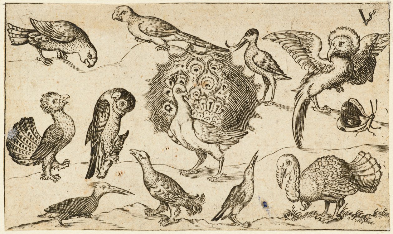 Påfågel i mitten omgiven av nio andra fåglar, inklusive en kalkon, och en fjäril på en minimal mark med en liten gräslapp, från Douce Ornament Prints Album I av Virgilius the elder (after) Solis