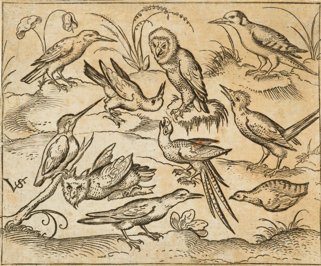Tio fåglar som sitter på grenar och gräsfläckar, inklusive två ugglor och en fågel med långa stjärtfjädrar som kvittrar med huvudet bakåt i mitten, från Douce Ornament Prints Album I av Virgilius the elder (after) Solis