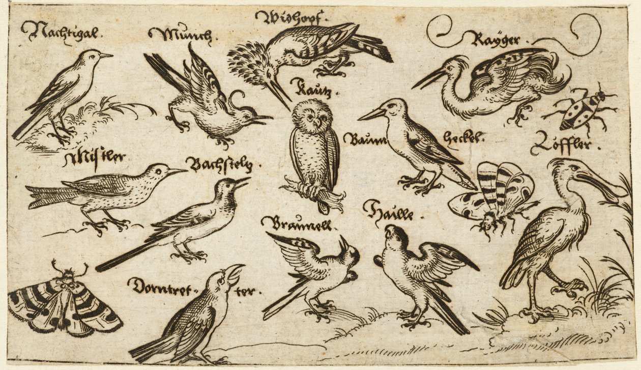 Tolv typer av fåglar, inklusive en uggla och pelikan, individuellt märkta och placerade på en minimal mark omgiven av en mal, fjäril och nyckelpiga, från Douce Ornament Prints Album I av Virgilius the elder (after) Solis