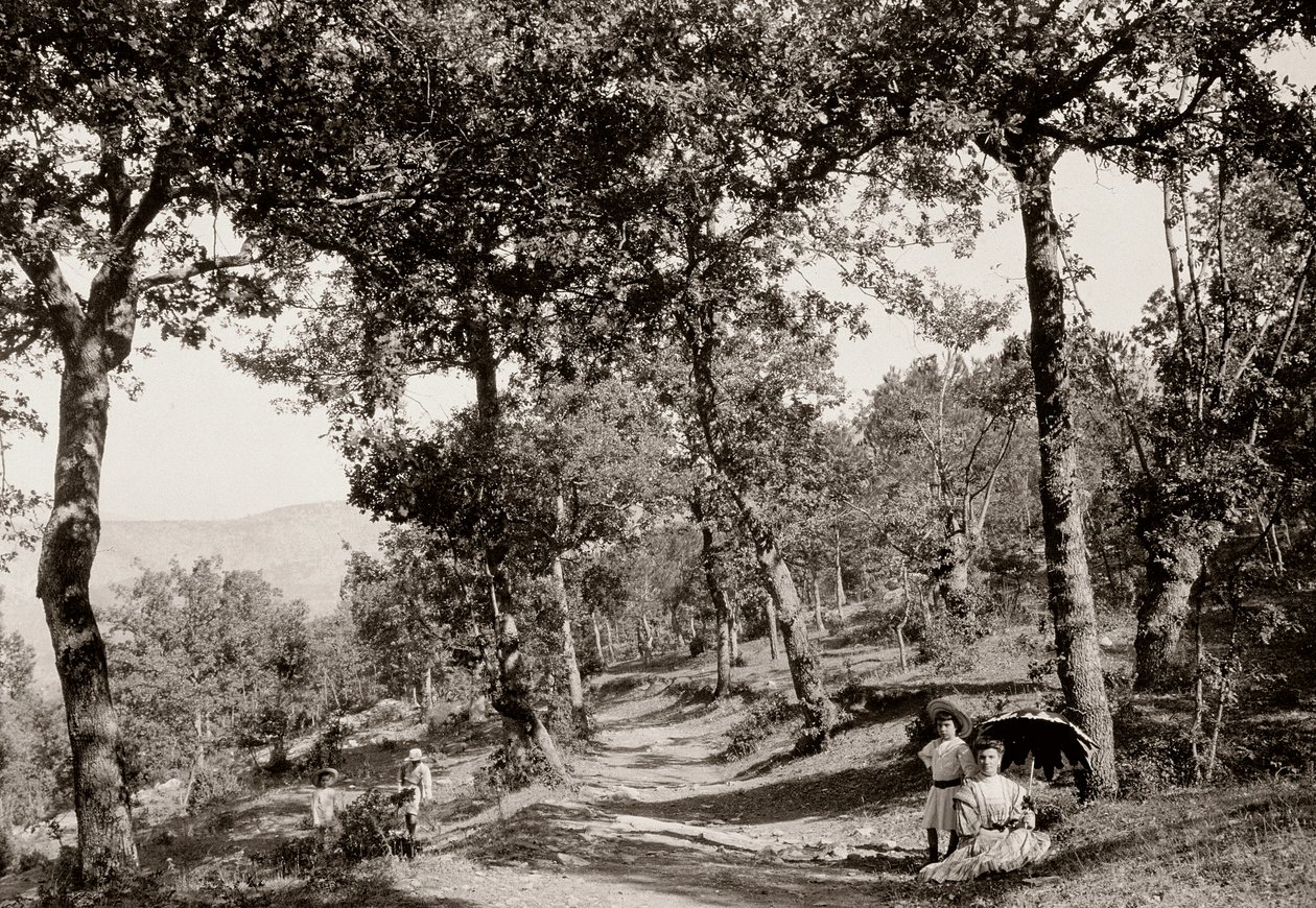 Promenad genom skogen (svart/vitt foto) av Vittorio Alinari