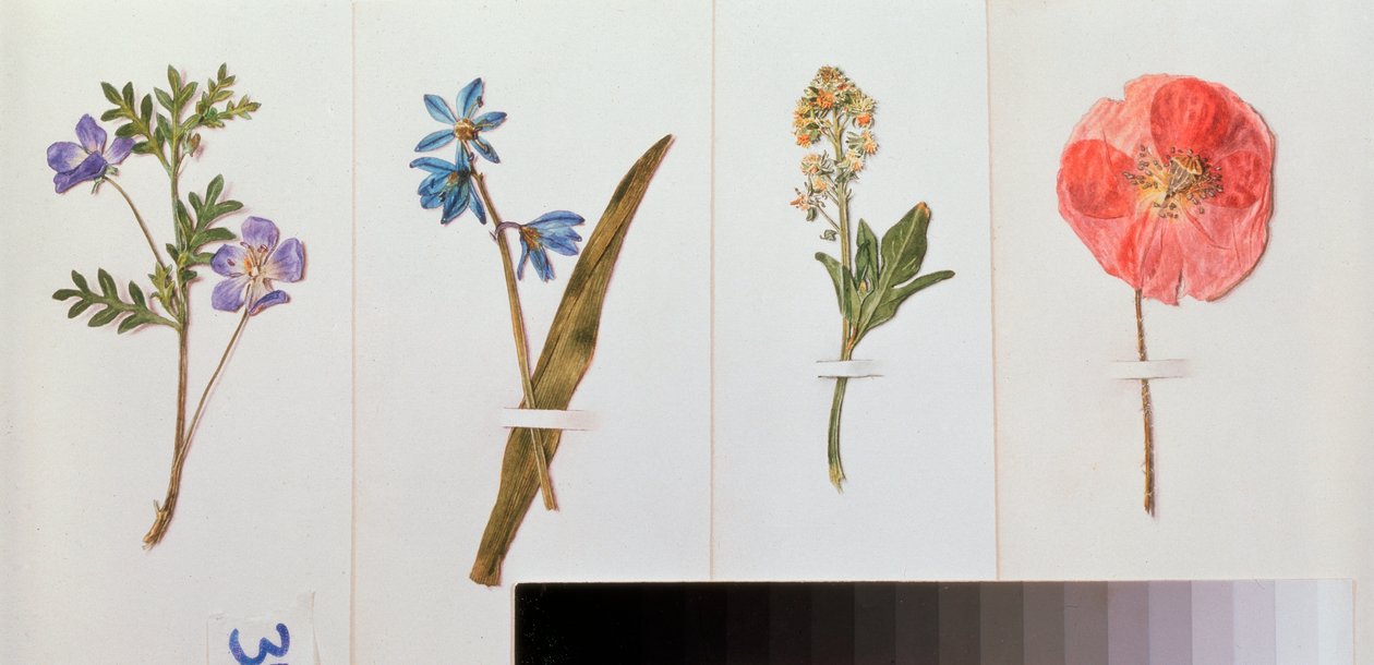 Fyra ark skrivpapper (fältblommor) - Fyra ark skrivpapper - Verk av Vladimir Pavlovich Sokolov (1860-1913), akvarell på papper - rysk konst, stilleben av Vladimir Pavlovich Sokolov