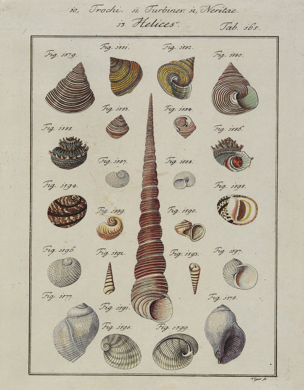 Snäckskal: Trochi, Turbiner, Neritae Helices, från Neues Systematisches Conchylien-Cabinet, 1784 (handfärgad etsning och gravyr) av Vogel