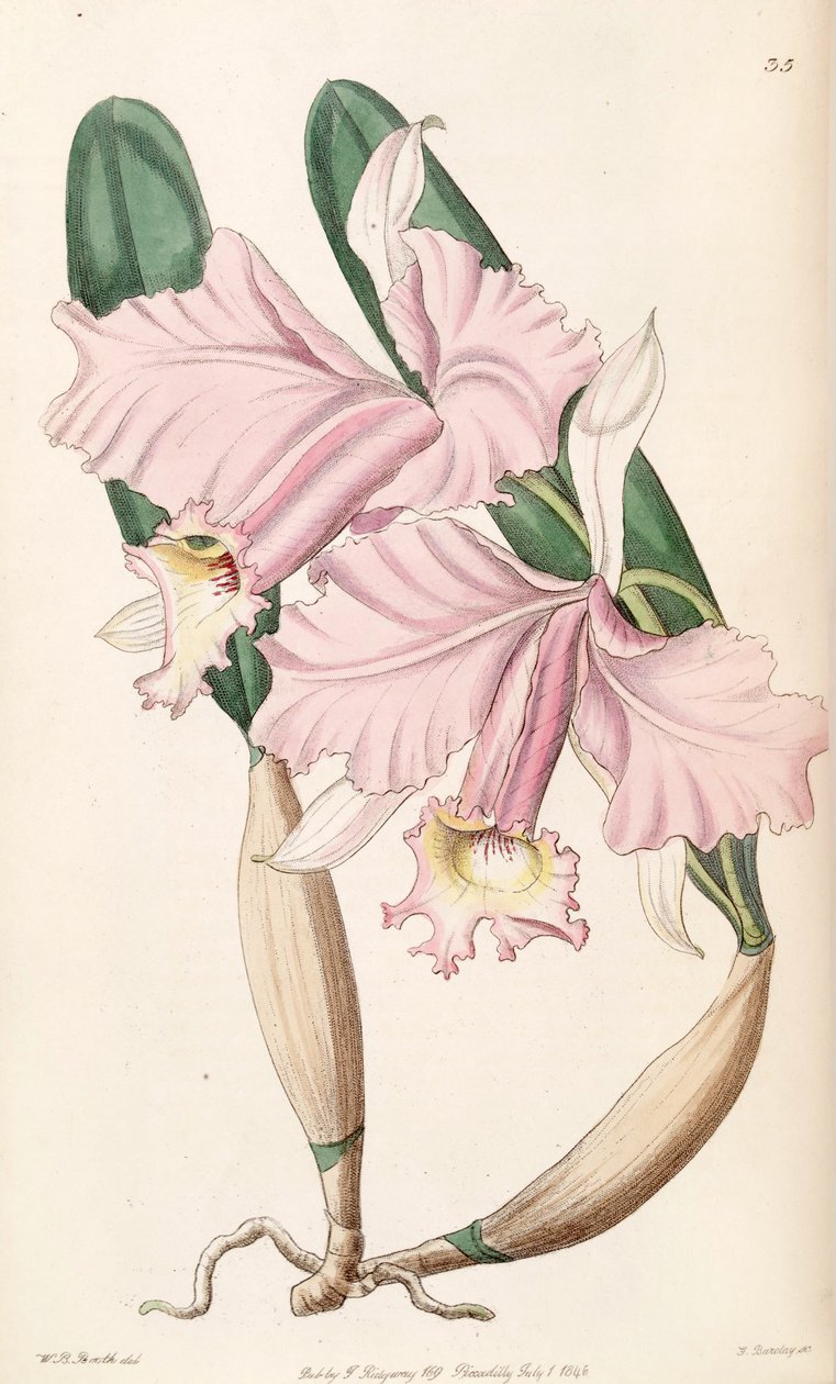 Cattleya labiata (as syn. Cattleya lemoniana) av W. B. Booth