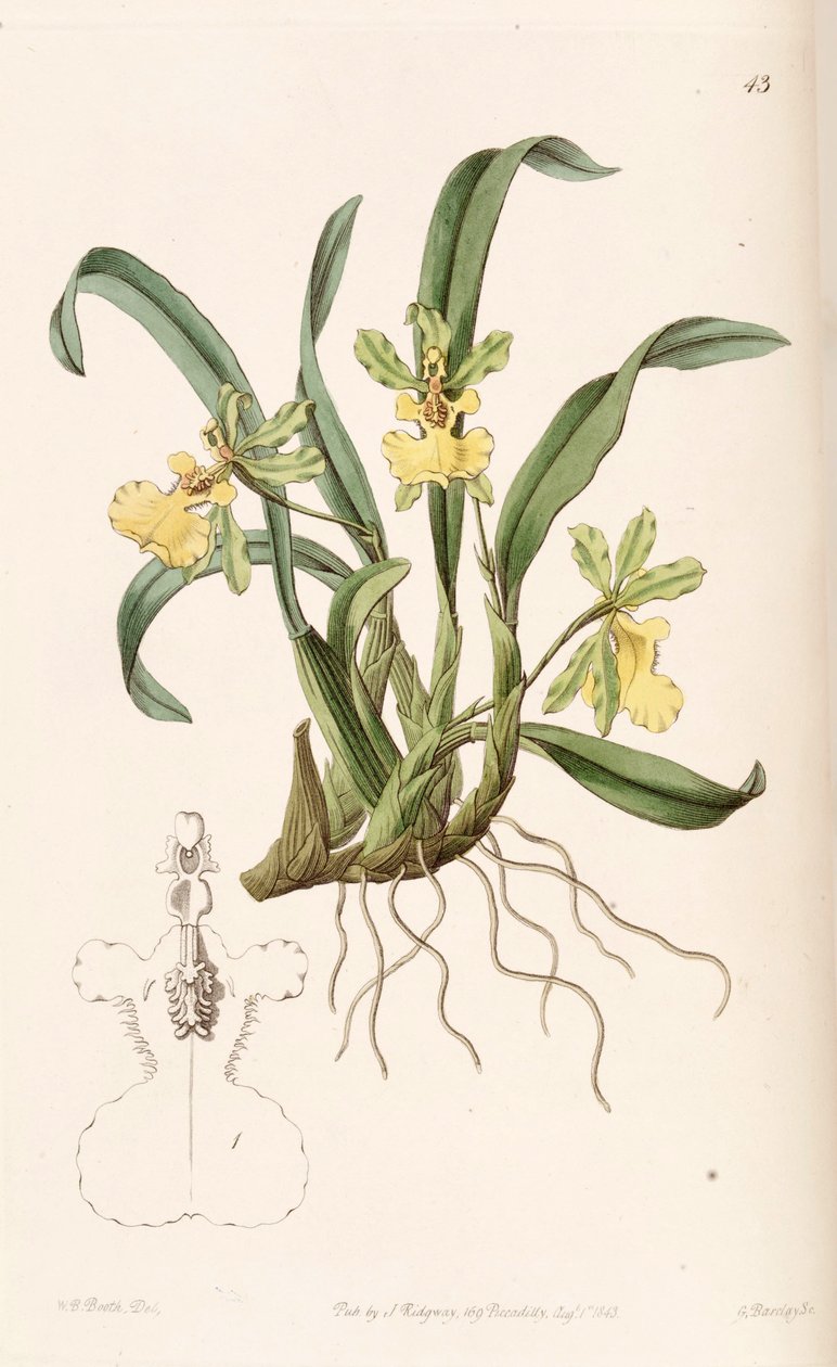Oncidium uniflorum av W. B. Booth