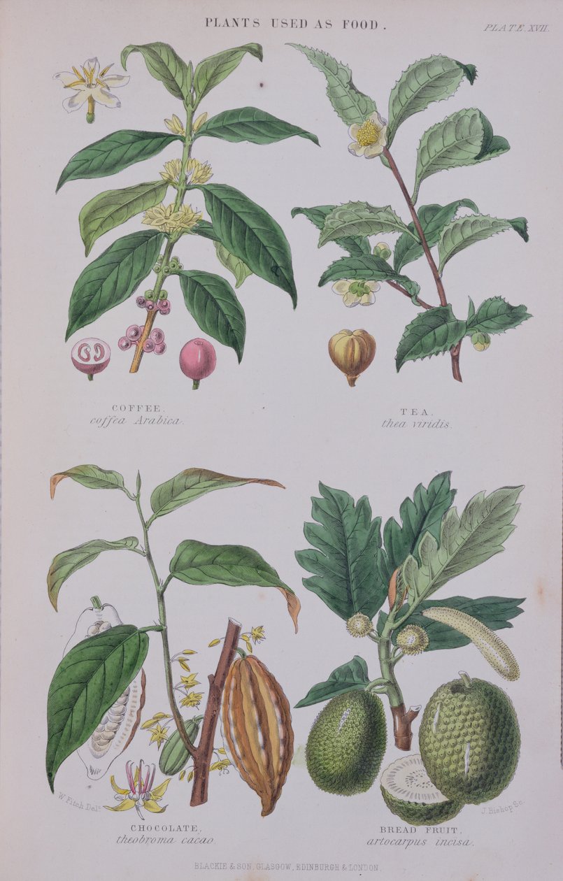 Kaffe, te, choklad och brödfrukt, tallrik från en botanisk studie, graverad av J. Bishop, 1872 av W.H. Fitch