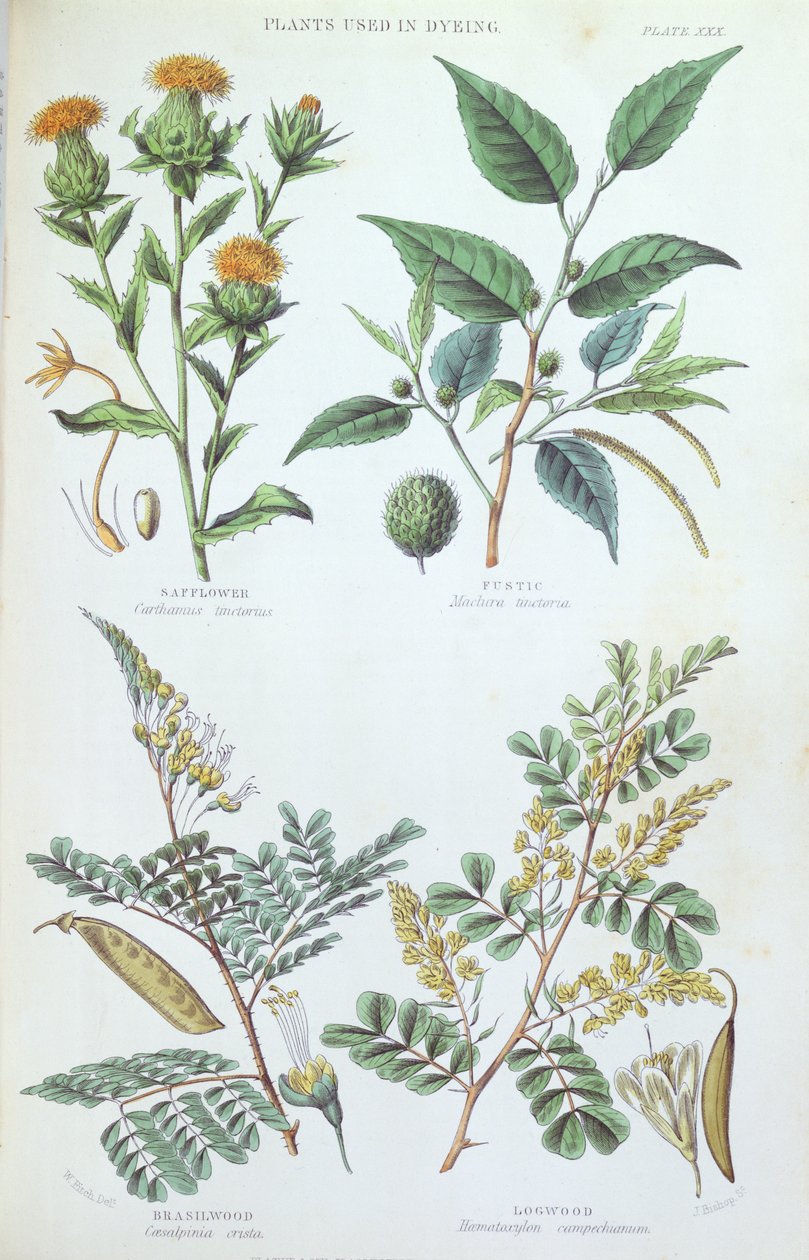 Växter som används vid färgning, platta från en botanisk studie, graverad av J. Bishop, 1872 av W. Fitch