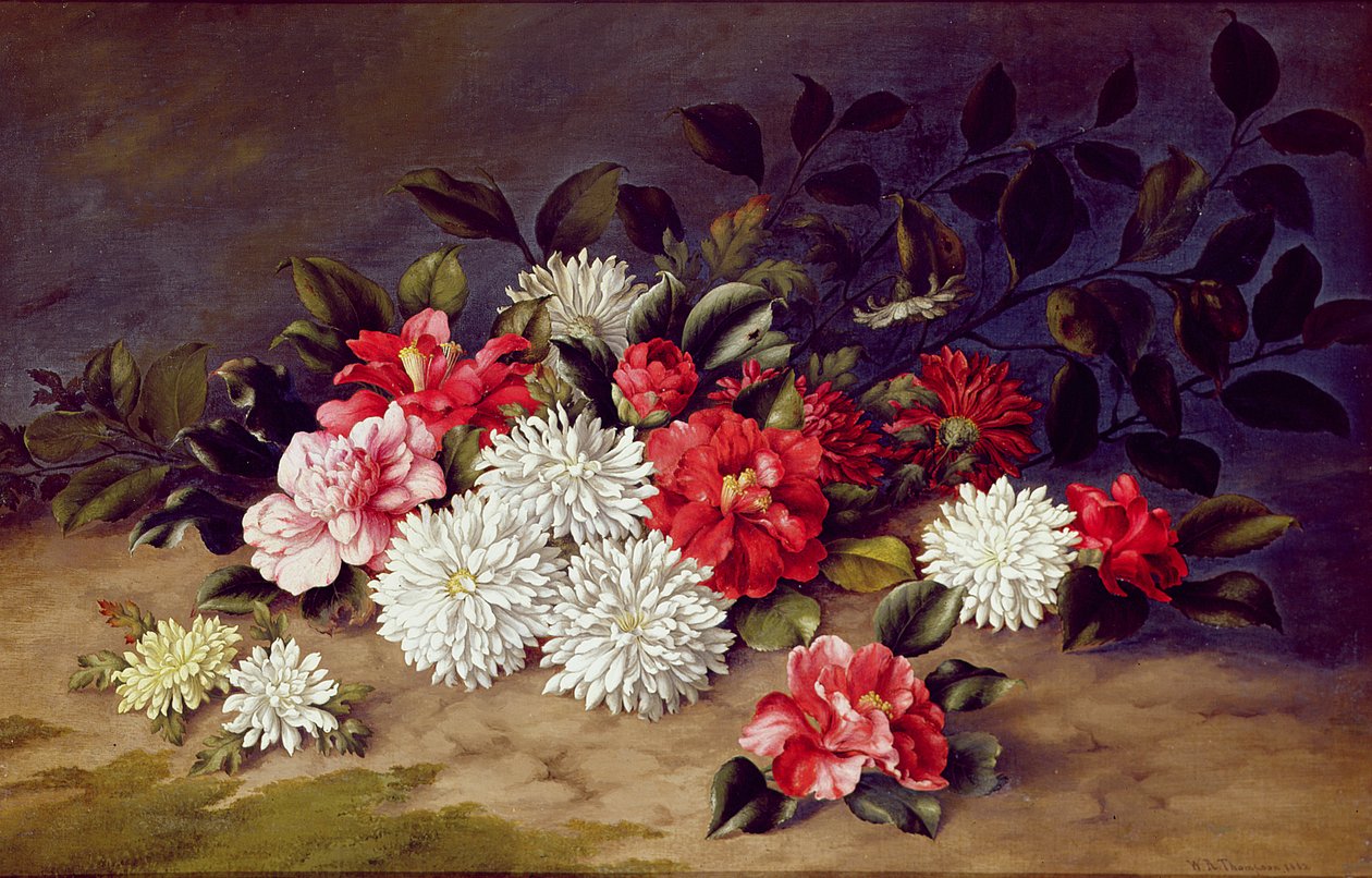 Stilleben med krysantemum och kamelia, 1883 av W. R. Thompson